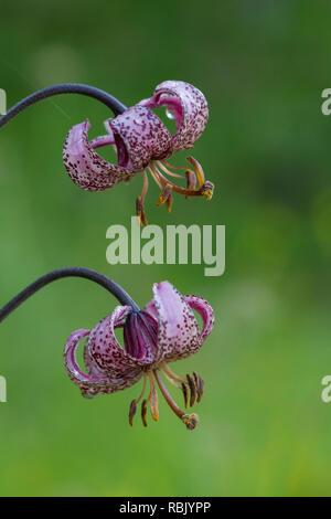 Martagon Lily/Turk cap Lilie (Lilium martagon) in Blume, Nationalpark Hohe Tauern, Kärnten, Österreich Stockfoto