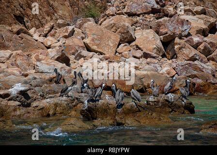 Braune Pelikane ruht auf Felsen bei Cabo San Lucas, Baja California, Mexiko Stockfoto