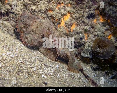 Pacific gefleckte Drachenkopf (Scorpaena mystes) Stockfoto