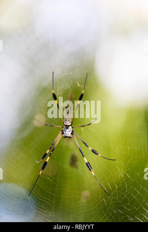 Weibliche goldener Seide orb Weaver spider in Costa Rica Stockfoto