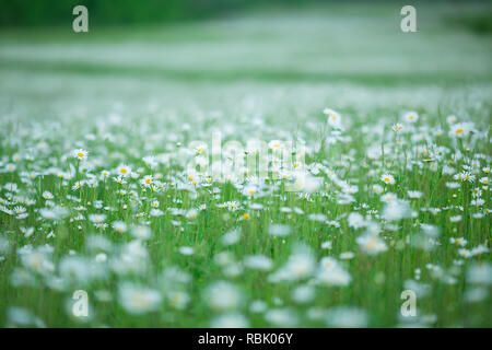 Die Blütezeit. Kamille. Blühende Kamille Feld, Kamillenblüten natürliche pflanzliche Behandlung Stockfoto