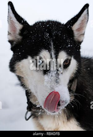 Eine schöne Siberian Husky Hund zeigt seine blauen Augen Stockfoto