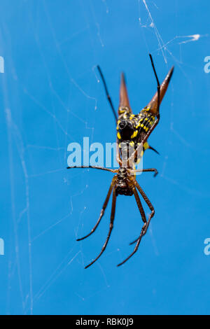 Pfeilförmige Spinne, Costa Rica Stockfoto