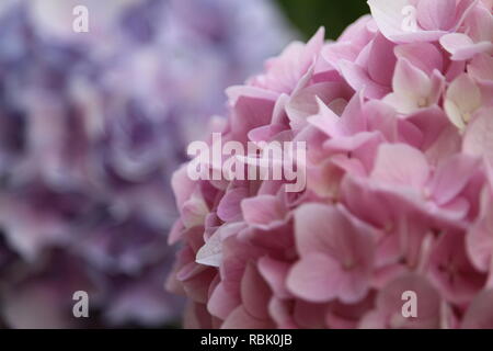Blume rosa, in der Nähe Stockfoto