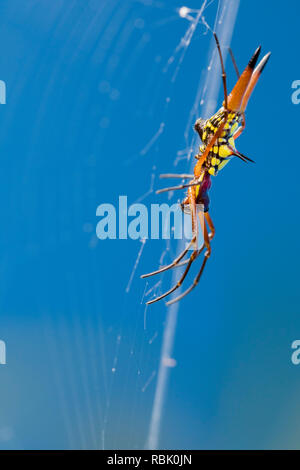 Pfeilförmige Spinne, Costa Rica Stockfoto