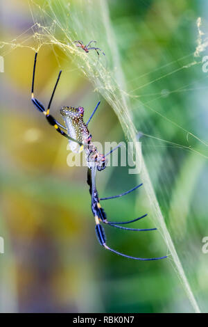 Männliche (klein) und weiblichen goldener Seide orb Weber, Costa Rica Stockfoto