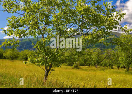 Walnussbaum in (juglans reglia) im Dorf Galobovitsi, Bulgarien Stockfoto