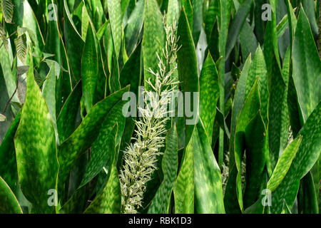 Mutter-in-Gesetze Zunge alias Snake Anlage (Sansevieria hyacinthoides) Blumen - Pine Island Ridge Natural Area, Davie, Florida, USA Stockfoto