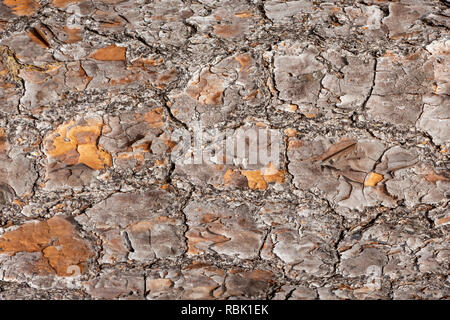 Südflorida Schrägstrich Kiefer (Pinus elliottii densa) Baumstamm Rinde Textur - Pine Island Ridge Natural Area, Davie, Florida, USA Stockfoto