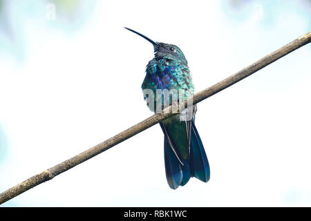 Sekt coruscans violetear (Colibri) auf einem Garten- branche gehockt Stockfoto