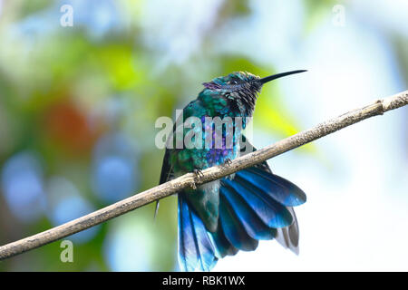 Sekt coruscans violetear (Colibri) auf einem Garten- branche Stretching ihr Gefieder thront. Stockfoto