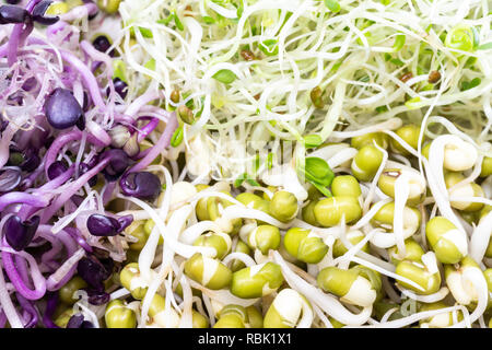 Rettich, Mung Bohnen, Luzerne und Klee sprossen Mix Stockfoto