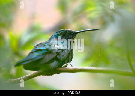 Sekt coruscans violetear (Colibri) auf einem Garten- branche gehockt Stockfoto