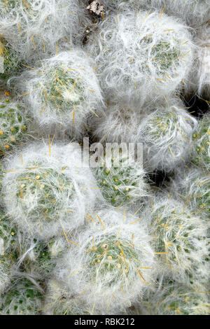 Austrocylindropuntia floccosa Anden (Anlage) eine große Bevölkerung dieser Pflanzen in ihrer natürlichen Umgebung gefunden in den Höhen von huancavelica. Stockfoto