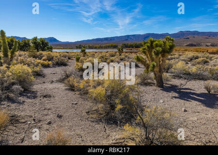 Joshua Tree, Yucca Buergeri, in der Mojave-wüste, Pahranagat National Wildlife Refuge am Highway 93 in Nevada, USA Stockfoto