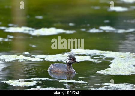 Silbrig Haubentaucher (Podiceps occipitalis) Schwimmen über Feuchtgebiet in seiner natürlichen Umgebung. Stockfoto