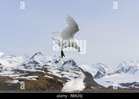 Snowy sheathbill (Chionis alba) Stockfoto