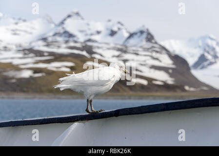 Snowy sheathbill (Chionis alba) Stockfoto