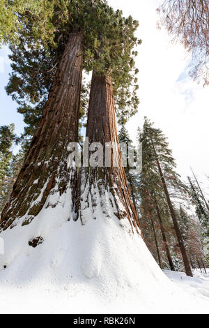 Zwei hohen mammutbäume (sequoiadendron giganteum) teilen ein Wurzelsystem, im Winter mit Schnee bedeckt. Diese Bäume sind ein Highlight auf der Spur eines 100 G Stockfoto