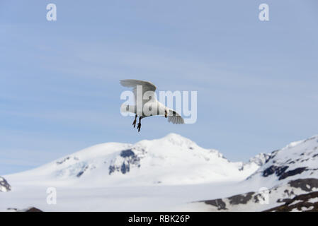 Snowy sheathbill (Chionis alba) Stockfoto