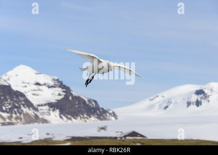 Snowy sheathbill (Chionis alba) Stockfoto