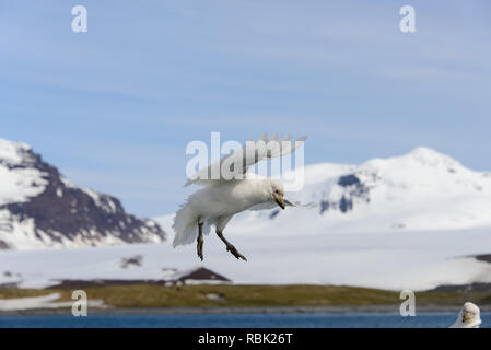 Snowy sheathbill (Chionis alba) Stockfoto