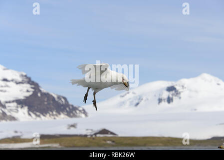 Snowy sheathbill (Chionis alba) Stockfoto