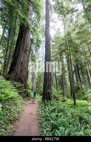 Ein Wanderer sieht auf Hoch aufragende Küste Redwood Bäumen (Sequoia sempervirens) entlang der James Irvine Trail im Prairie Creek Redwoods State Park, Kalifornien. Stockfoto