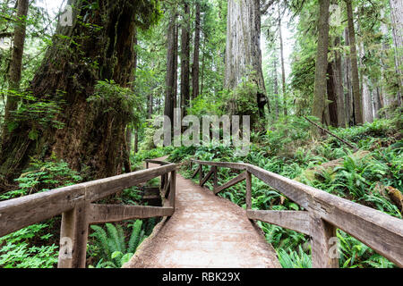 Eine Holzbrücke führt Wanderer entlang der James Irvine Trail im Prairie Creek Redwoods State Park, Kalifornien. Stockfoto