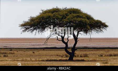 Ein einsamer Kamel Thorn Tree, auch als Giraffe Thorn Tree bekannt, Etosha National Park, Namibia, Afrika. Stockfoto