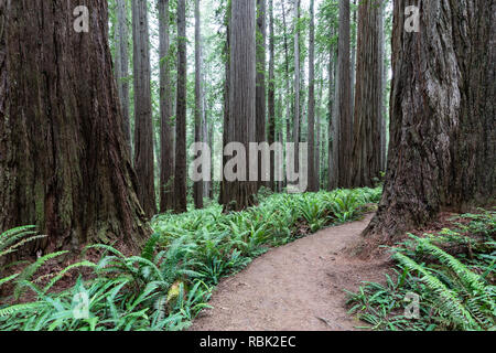 Die Pfadfinder Tree Trail schlängelt sich durch eine wilde alte Redwood (Sequoia sempervirens) Wald im Jedediah Smith Redwoods State Park. Stockfoto