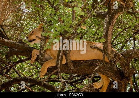 Afrikanischer Löwe (Panthera leo) Weibliche ruht in einem Baum im Lake Manyara National Park, Tansania Stockfoto