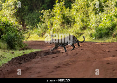 Leopard (Panthera pardus) weibliche Überqueren einer Straße im Ngorongoro Krater, Tansania Stockfoto