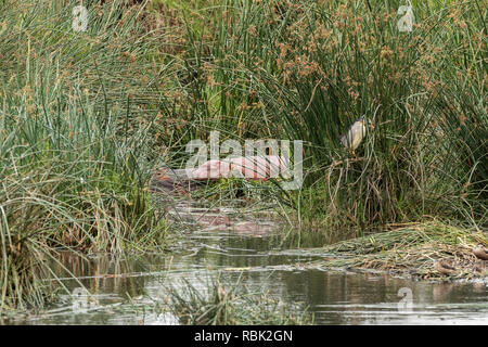 Flusspferd (Hippopotamus amphibischen) Kind und Mutter am Ufer eines Hippo Pool im Ngorongoro Krater, Tansania ruhen Stockfoto