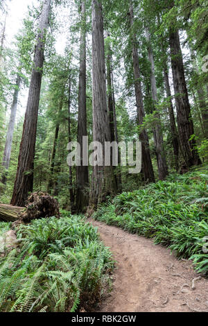 Die Pfadfinder Tree Trail schlängelt sich durch eine wilde alte Redwood (Sequoia sempervirens) Wald im Jedediah Smith Redwoods State Park. Stockfoto