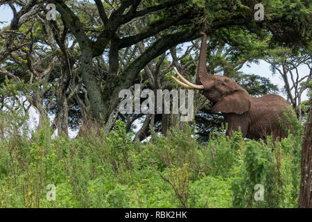 Afrikanischer Elefant (Loxodonta africana) Stier Fütterung auf eine Akazie in der Ngorongoro Conservation Area, Tansania Stockfoto