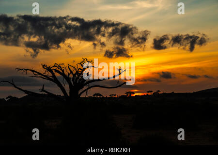Sonnenaufgang über Amboseli National Park, Kenia Stockfoto