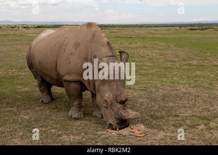 Nördlichen weißen Nashörner (Rhinocerotidae) Arten) weibliche Fütterung in den gefährdeten Arten Gehäuse, Ol Pejeta Conservancy, Kenia. Einer der l Stockfoto