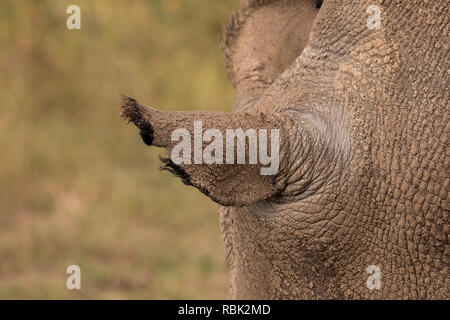 Nördlichen weißen Nashörner (Rhinocerotidae) Arten Ohr weibliche in der gefährdeten Arten Gehäuse, Ol Pejeta Conservancy, Kenia. Eine der Stockfoto