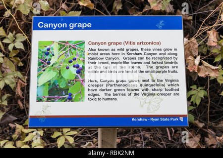Canyon Traube, Vitis arizonica, in Kershaw Canyon in Kershaw-Ryan State Park in der Nähe von Caliente, Nevada, USA blühenden Stockfoto