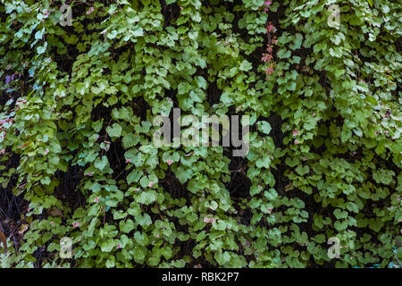 Canyon Traube, Vitis arizonica, in Kershaw Canyon in Kershaw-Ryan State Park in der Nähe von Caliente, Nevada, USA blühenden Stockfoto