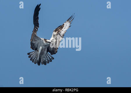 Schweben osprey Anfang April Stockfoto