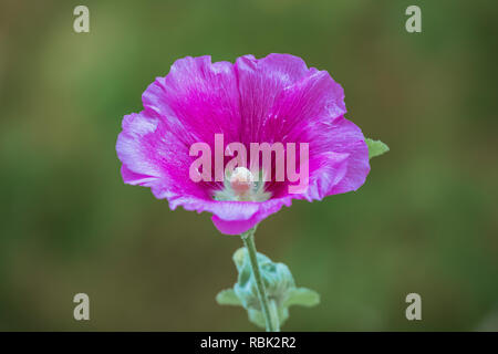 Malve, Alcea rosea, blühen im Oktober in Kershaw-Ryan State Park in der Nähe von Caliente, Nevada, USA Stockfoto