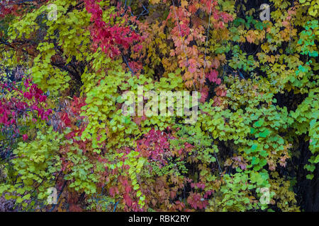 Canyon Traube, Vitis arizonica, mit Herbst Blätter von wildem Wein, Parthenocissus Subtomentosa, in Kershaw Canyon gedeiht in Kershaw-Ryan Zustand P Stockfoto