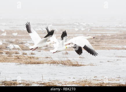 Große Schnee Gänse scharen an einem nebligen Tag Anfang April Stockfoto