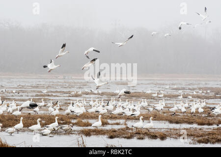 Große Schnee Gänse scharen an einem nebligen Tag Anfang April Stockfoto