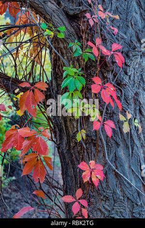 Herbst wildem Wein, Parthenocissus Subtomentosa, wächst an der Pappel Baum in Kershaw-Ryan State Park in der Nähe von Caliente, Nevada, USA Stockfoto