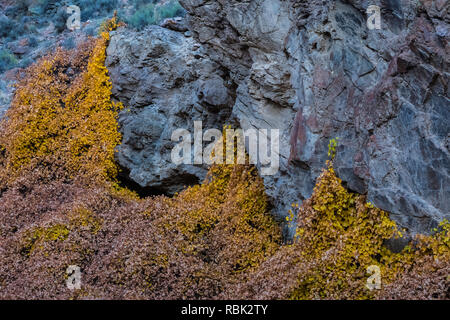 Canyon Traube, Vitis arizonica, in Kershaw Canyon in Kershaw-Ryan State Park in der Nähe von Caliente, Nevada, USA blühenden Stockfoto