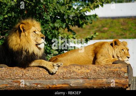 Ein majestätischer Löwe und sein löwin auf dem Kopenhagener Zoo Stockfoto