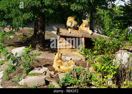 Ein majestätischer Löwe und sein löwin auf dem Kopenhagener Zoo Stockfoto